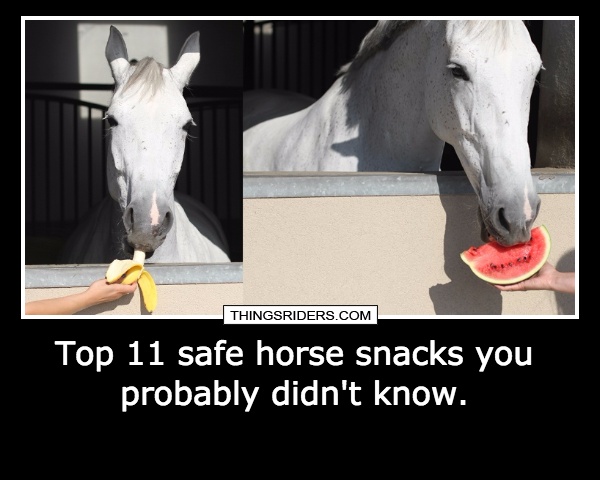 Top 11 safe horse snacks you probably didn't know. 