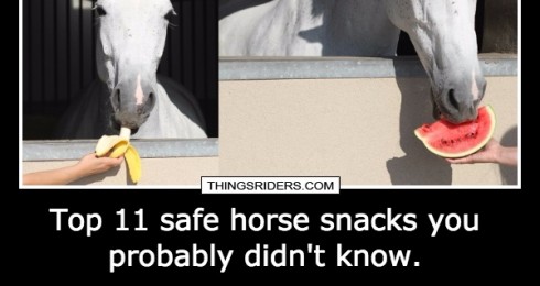 Top 11 safe horse snacks you probably didn't know. 